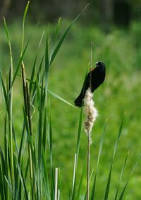 Close-up of a bird on grass