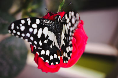 Close-up of butterfly on leaf