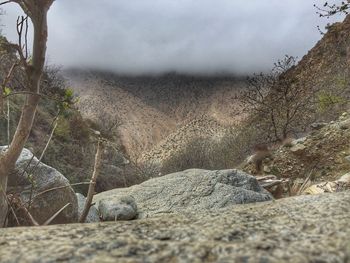 Trees on sand against sky