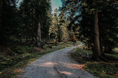 Road amidst trees in forest