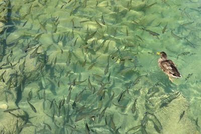 High angle view of duck swimming in lake