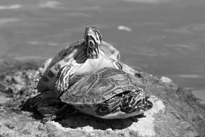 Tortoise mating on rock in lake