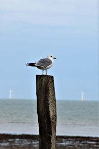 Seagull perching on wooden post