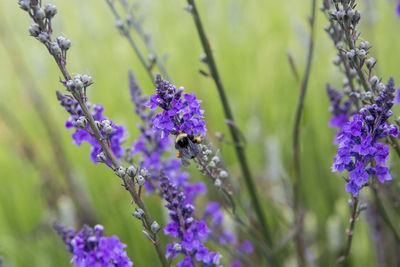 Close-up of insect on purple flowers