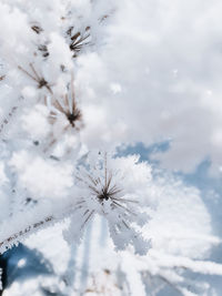 Snow covered cherry tree against sky