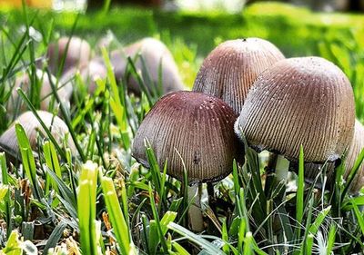 Close-up of mushroom growing on grassy field