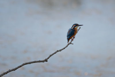 Splendid exemplary with beautiful colors of common kingfisher, alcedo atthis, on a thin branch.