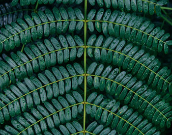 Full frame shot of leaf