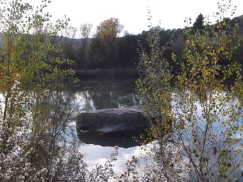 Reflection of trees in water