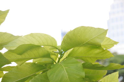 Close-up of fresh green leaves