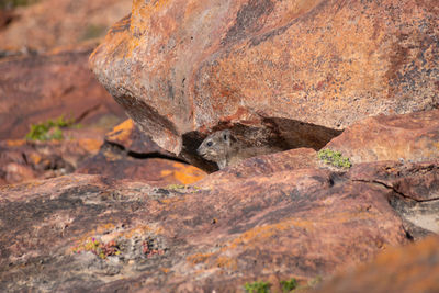 Close-up of lizard on rock