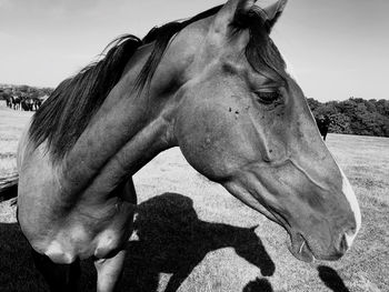 Close-up of a horse on field