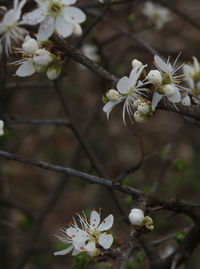 Close-up of white flowers on branch