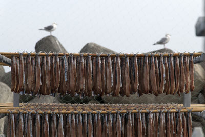 Close-up of drying herrings and saury