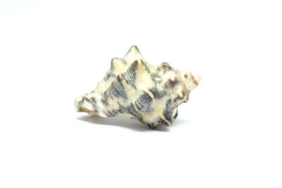 High angle view of a shell over white background