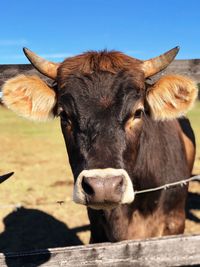 Close-up portrait of a cow