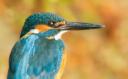 Close-up of kingfisher looking away