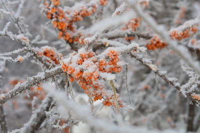 Close-up of frozen plant during winter