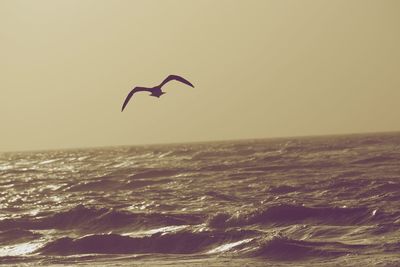 Bird flying over sea