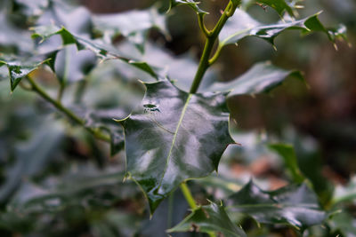 Close-up of dry leaves on plant