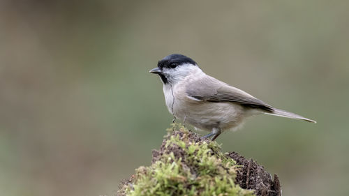 Close-up of bird perching on a plant