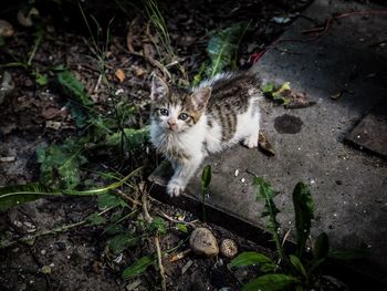 Portrait of cat