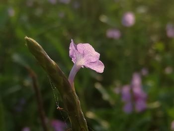 Close-up of purple flower blooming outdoors