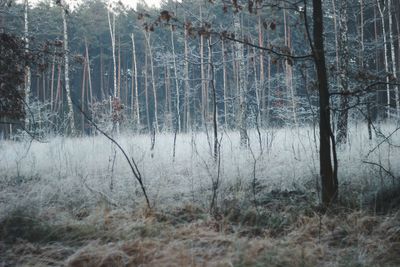 Close-up of grass on field