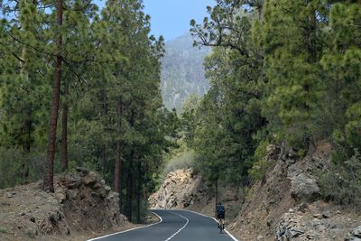 Road amidst trees in forest