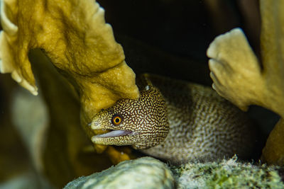 A small goldentail moray eel prowls the reef in bonaire, the netherlands.