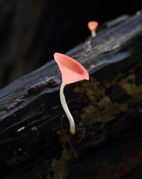 Close-up of mushroom growing on wood