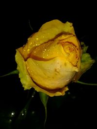 Close-up of wet yellow rose against black background