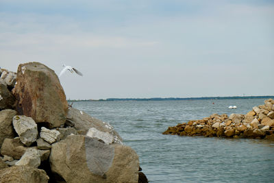 Seagull on rock by sea against sky