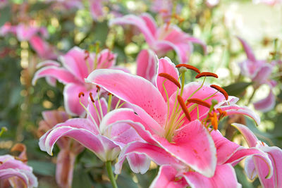 Close-up of pink flowers