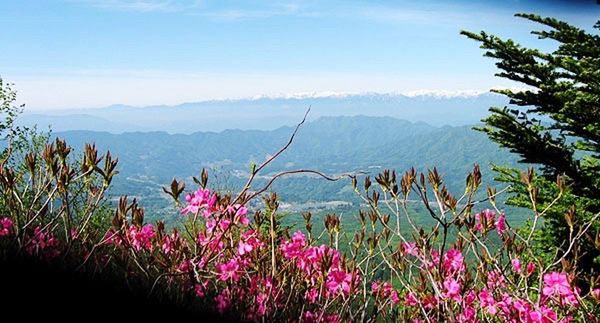 mountain, landscape, nature, no people, scenics, beauty in nature, flower, outdoors, mountain range, tree, day, sky, flower head