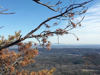 Tree on landscape against sky