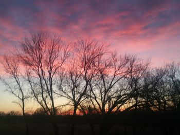 Silhouette of trees at sunset