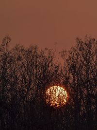 Low angle view of silhouette trees against orange sky