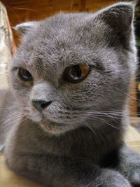 Close-up portrait of cat