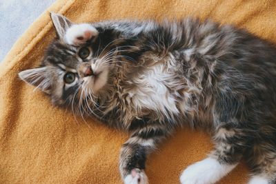 Close-up portrait of a cat resting