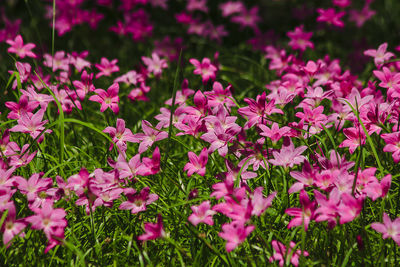 Close-up of pink flowering plants on field