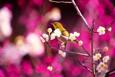 Close-up of japanese white-eye perching on plum blossoms branch in springtime 