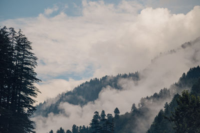 Low angle view of trees against sky