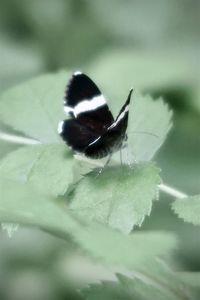 Close-up of butterfly on leaf