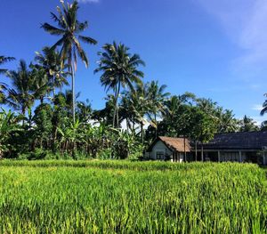 Scenic view of agricultural field by palm trees against sky