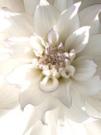 Close-up of white flowers