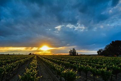 Scenic view of field against cloudy sky