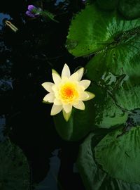 Close-up of lotus water lily in pond