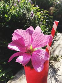 Close-up of pink flower