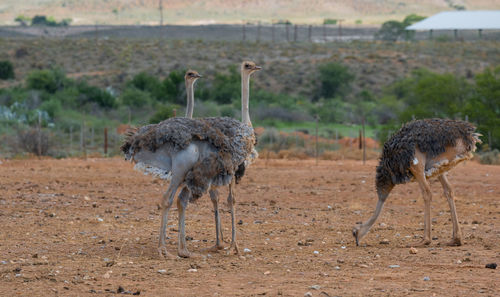 African ostriches at an ostrich farm in the semi desert landscape of oudtshoorn, south africa